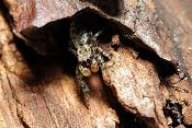 springspin (salticidae sp)